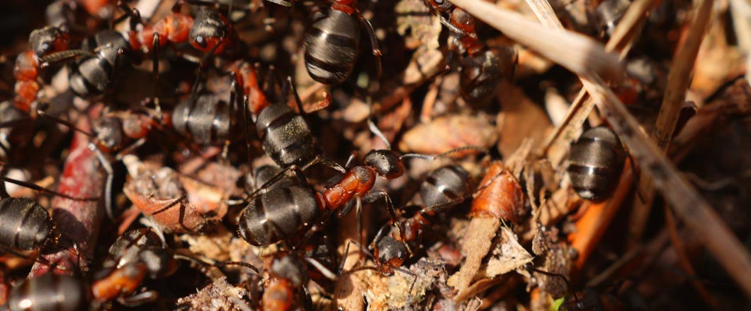 Have Ants Invaded Your Kitchen?